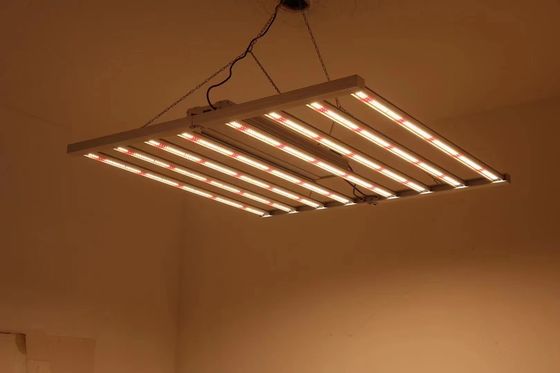 Luz de cultivo LED de espectro completo de 800W com classificação IP65 à prova d'água para crescimento comercial de plantas