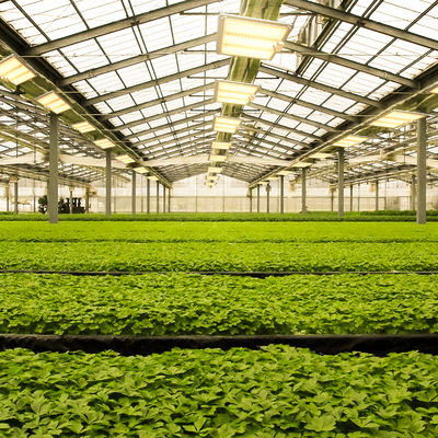 600w HPS 4x4 Grow Light Plant Lamp Promover a floração e frutificação