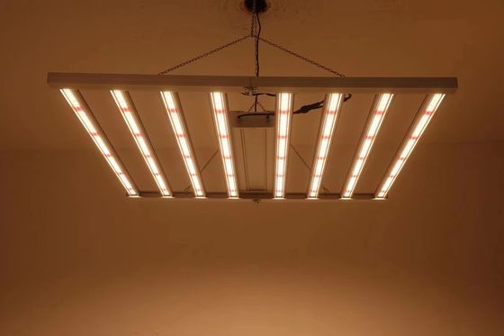 Luz de cultivo LED de espectro completo de 800W com classificação IP65 à prova d'água para crescimento comercial de plantas