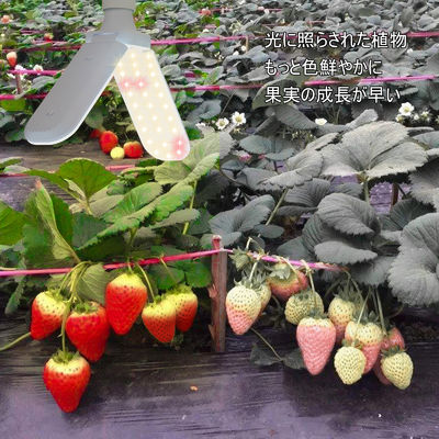 Lâmpadas de crescimento LED compactas para vegetais 20W 40W IP68 resistente à água